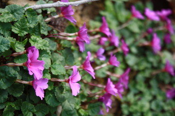 pink flowers in the garden