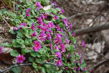 pink flowers in the garden