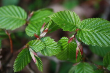 green leaves in the garden