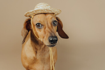 Dachshund in straw hat on beige background for country life and humor concept