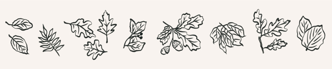 Hand drawn doodle autumn leaves collection © Maria