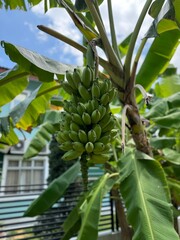 bunch of bananas almost ripe condition still attach to the tree