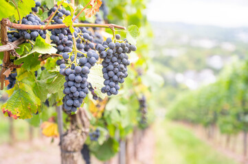 Moselle vineyard, blue ripe grapes, Pinot Noir wine growing on vine,  Mosel river valley Trier, Germany, harvest and agriculture,  rhineland palatine