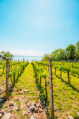 Naklejka premium Hiking view from hill Badacsony, the highest mountain in the Tapolca basin near Lake Balaton near Badacsonytomaj. Wine region