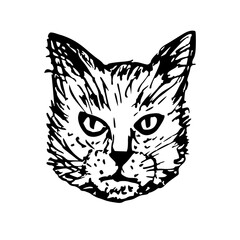 Grumpy cat - sketch outline illustration. Halloween symbol, black cat head doodle drawing in engraving style. Hand-drawn vector line art clipart isolated on a white background