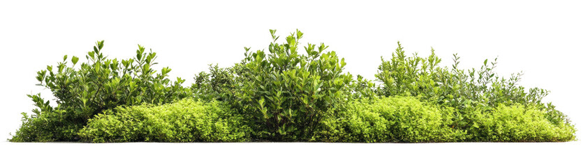 Obraz premium Lush Green Bushes and Shrubs, Decorative Garden Design, on isolated Background