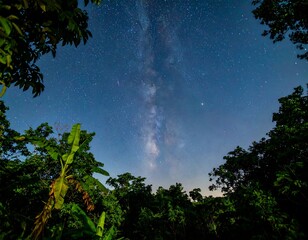 Lush tropical foliage frames a night sky, dotted with stars and a brilliant Milky Way.