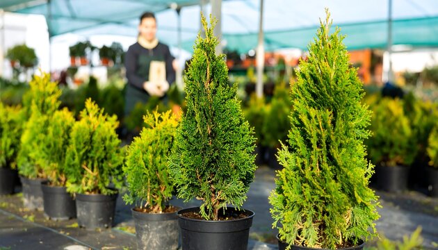 Rows of Emerald Green Thuja Trees in Black Pots at a Garden Nursery with Blurred Worker - Powered by Adobe