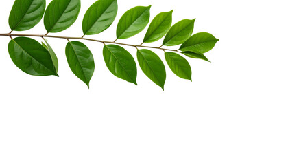 Fresh green leaves on a branch isolated on white background