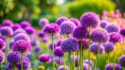 Fototapeta premium Purple allium flowers blooming in a garden with bokeh background