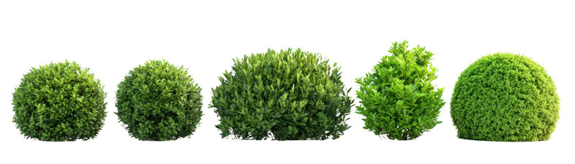 Obraz premium Lush Green Bushes and Shrubs, Decorative Garden Design, on isolated Background