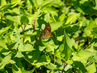 葉に止まったツマグロヒョウモン