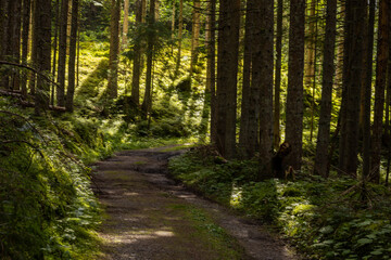 Fototapeta premium Fotowalk - Werfenweng - Salzburg - Austria