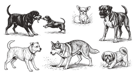 Dog Breeds vector illustration set. Vector  of labrador, golden retriever, german shepherd, bulldog, beagle, poodle, dachshund, pug, shih tzu, maltese, yorkshire terrier thin linear illustration.