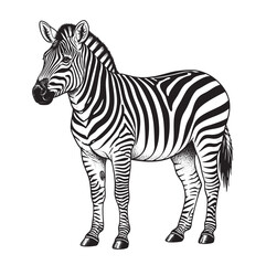 illustration of a zebra with distinctive black and white stripes standing and facing slightly left on transparent background.