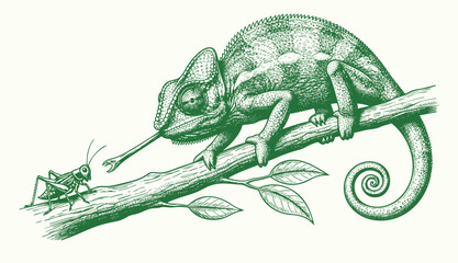 Vintage wildlife etching of chameleon, monochrome hand-drawn reptile line art, rustic fauna sketch, detailed nature illustration, old engraving style, trendy nature artwork, intricate black sketch © bow