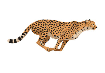 A cheetah runs its spotted coat and striped tail distinct against the white background