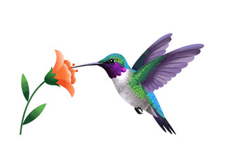 A hummingbird drinks nectar from an orange flower in this vivid stylized illustration © Miu Studio