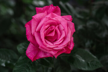 Beautiful pink rose blooming in a lush garden during spring season