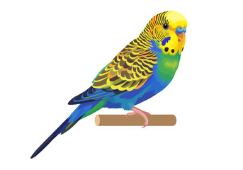 Perched budgerigar colorful plumage yellow blue green brown perch