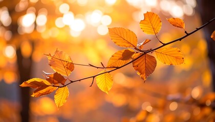 Autumn leaves bathed in golden sunlight
