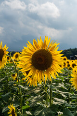 Fototapeta premium Sunflower field at full bloom during the peak season in Yamanashi, Japan