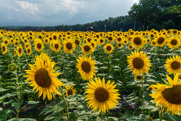 Fototapeta premium Sunflower field at full bloom during the peak season in Yamanashi, Japan