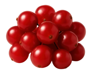 Viburnum berries with a deep red hue