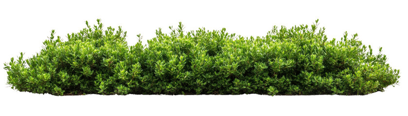 Obraz premium Lush Green Bushes and Shrubs, Decorative Garden Design, on isolated Background