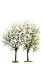 Obraz premium Two flowering trees against a white background