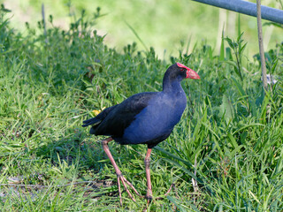 Australasian Swamphen or Pūkeko (Porphyrio melanotus) foraging for food in long green grass after heavy rain with steel rail in background
