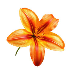 Close-up of a vibrant orange and red lily.  The flower is in sharp focus,  with intricate details in its petals.  A dark background isolates the bloom