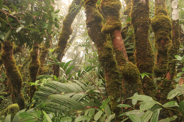 Tropischer Nebelwald auf Mahé (Seychellen); Morne Seychellois National Park