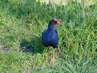 Australasian Swamphen or Pūkeko (Porphyrio melanotus) foraging for food in long green grass after heavy rain.