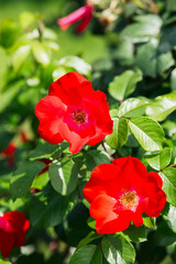 Bright red roses blooming in a lush garden during a sunny afternoon