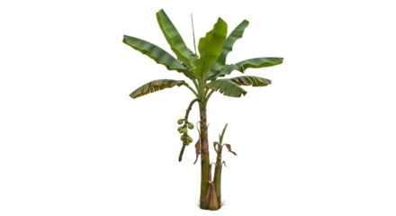 Banana Tree Isolated on Transparent Background