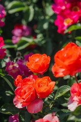 Vibrant orange and pink roses blooming in a sunny garden on a warm afternoon