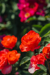 Vibrant orange roses bloom amidst colorful blossoms in a sunny garden