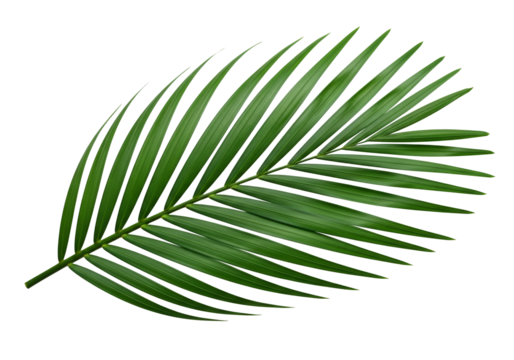 Vibrant green palm frond leaf gracefully extends against a pure black background.
