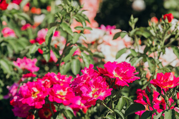 Vibrant pink roses blooming in a sunlit garden during spring season
