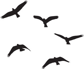 Obraz premium Silhouette of five birds flying in formation flight