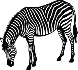 Striking Zebra Illustration in Black and White Grazing in a Field on white background