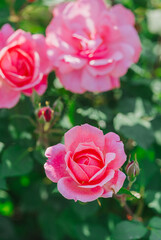 Beautiful pink roses blooming in a lush garden during bright daylight