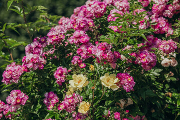 Beautiful pink and yellow roses blooming in a lush garden during spring season