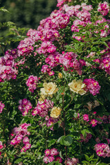 Vibrant pink and yellow roses blooming in a lush garden setting