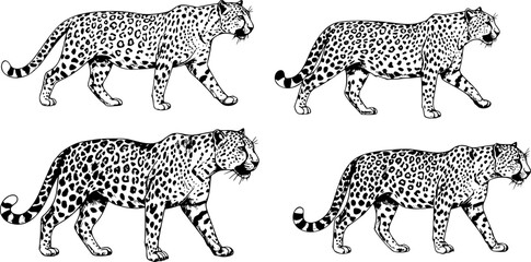 Vintage engraving isolated leopard set panther illustration ink sketch. Africa wild cat cheetah background jaguar animal silhouette art. Black and white hand drawn vector image