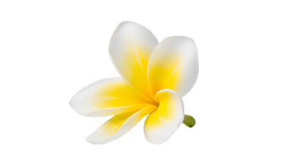 Plumeria Flower Isolated on Transparent Background