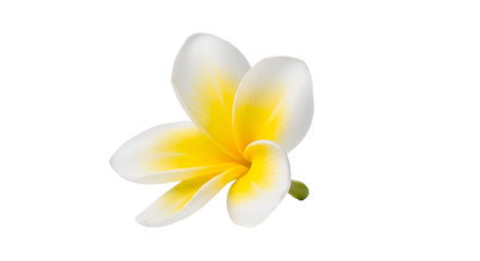 Plumeria Flower Isolated on Transparent Background
