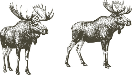 Obraz premium Vintage engrave isolated moose set illustration ink sketch. Wild elk background deer vector art 