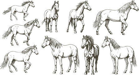 Fototapeta premium Vintage engrave isolated horse set illustration ink sketch. Wild mustang background nag art 